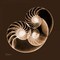 Sepia Nautilus 2 Poster Print by Albert Koetsier - Item # VARPDXAKXSQ386D